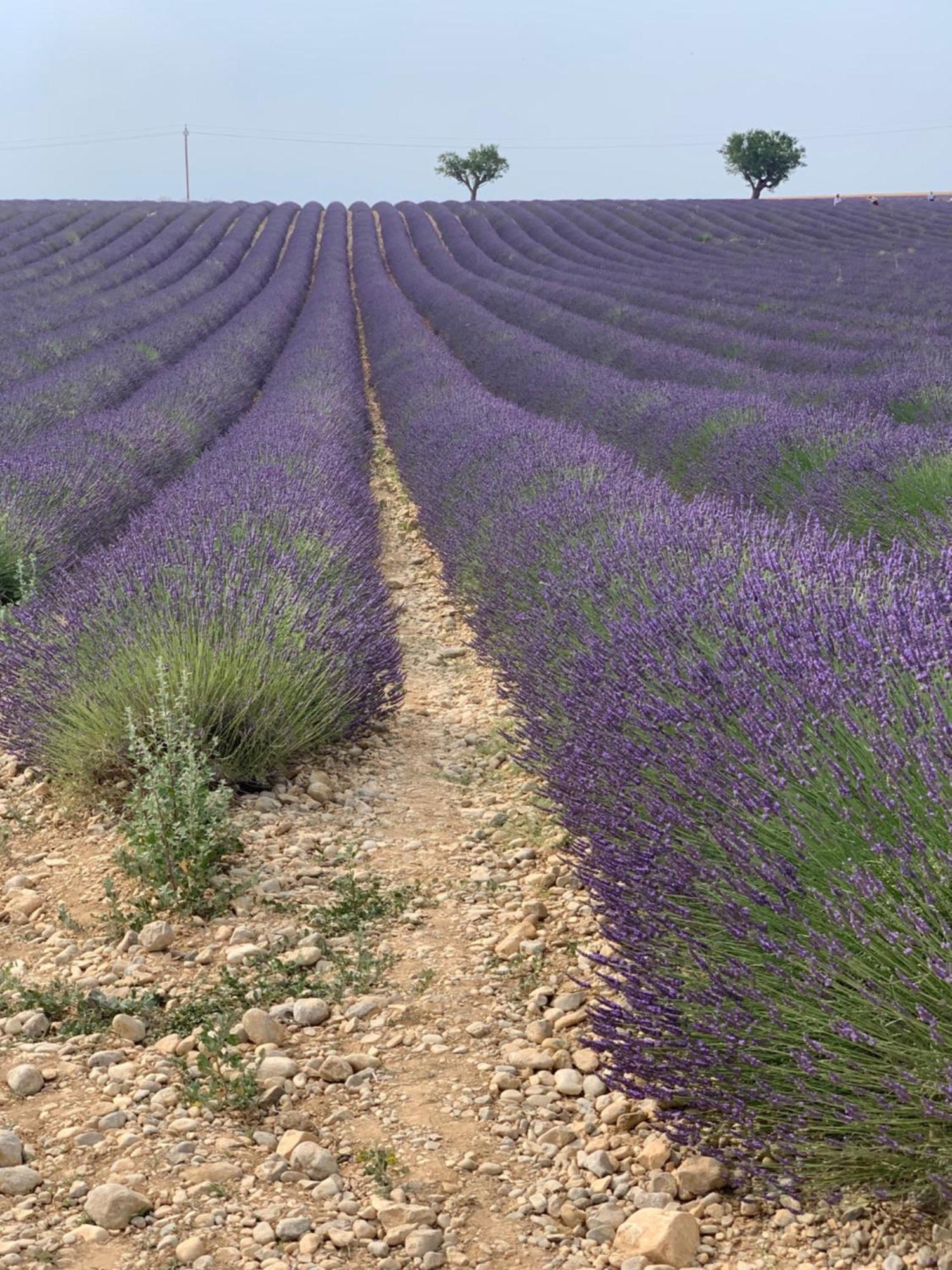 Studios Nuitee En Provence Aix-en-Provence Dış mekan fotoğraf